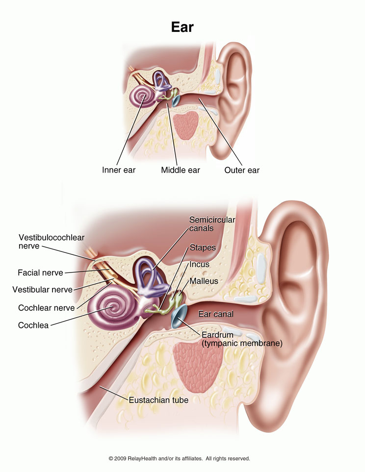 Ear: Illustration