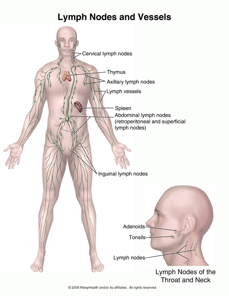 Lymph Nodes and Vessels: Illustration