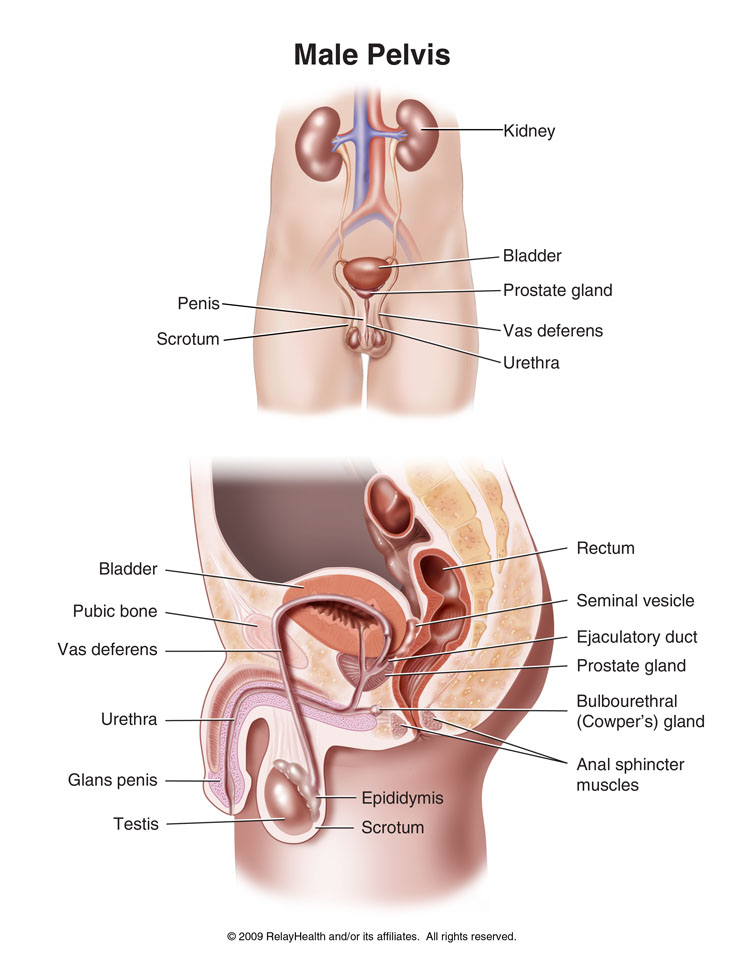 Male Pelvis: Illustration