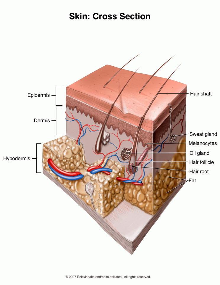 Skin, Cross Section: Illustration