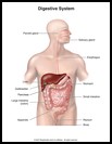 Thumbnail image of: Digestive System: Illustration