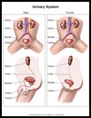 Thumbnail image of: Urinary System: Illustration